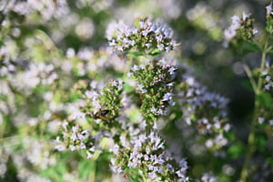 Blumenflash