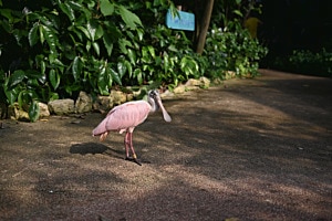 Der Vogel, der ein Flamingo sein möchte