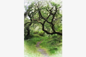 Der Weg