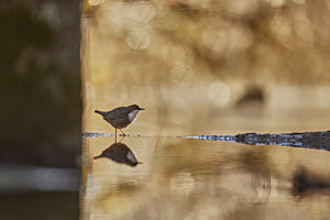 Wasseramsel 