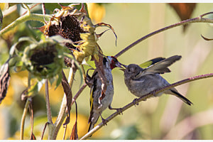 Das Sonnenblumenbuffet ist angerichtet