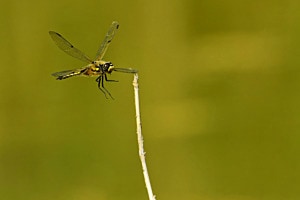 Senfgelb