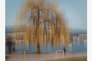 Trauerweide in der Ufschütti Luzern