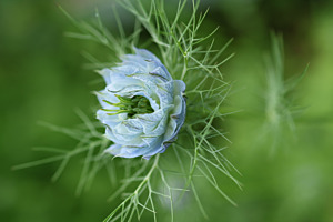 Schwarzkümmel