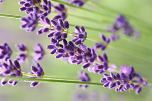 Lavendel