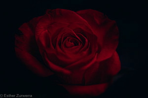 red Rose