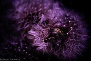 Pusteblume