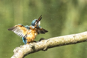 Eisvogel