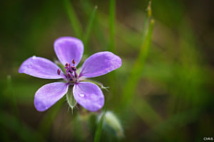 Erodium