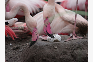Dälhölzli Flamingo