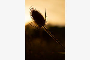 stachlig schön
