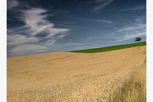 Weizenfeld