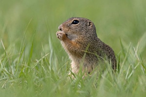 Ziesel