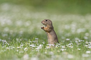 Ziesel