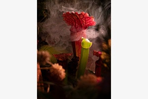Sarracenia im Rauch