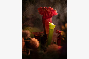 Sarracenia