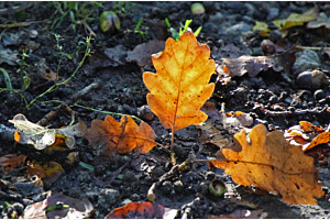 Feuille