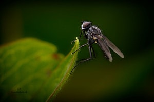Kleine Stubenfliege