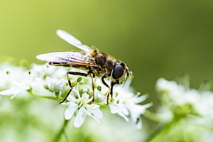 Fliege