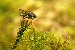 Fliege im Moos Fliege im Moos
