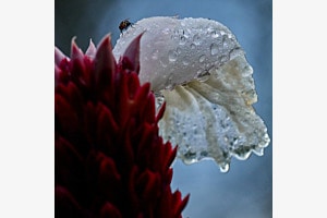 Kleine Fliege