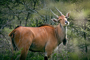 Charming Eland