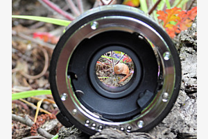 Focus Nature