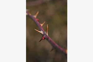 Thorns