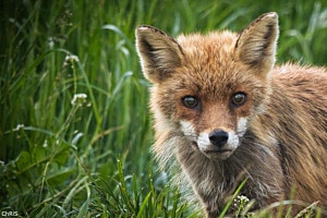 Fox