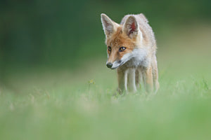 Le renard et la luzerne