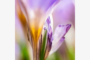 Frühling Frühling