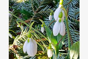 Frühlingsboten