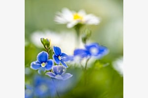 Frühling im Garten