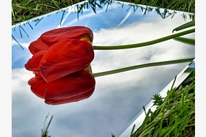 Frühlingsgruss