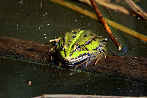 a Frog