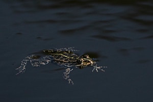 Frosch im Sonnenlicht