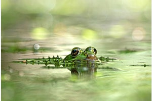 Frosch Frosch