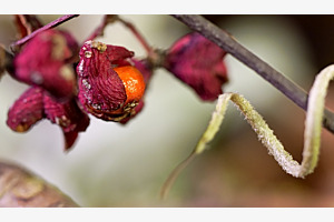 Frucht