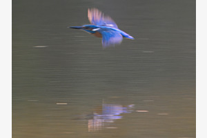 Blaue-Blitz