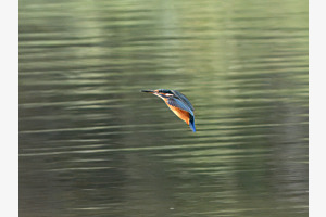 Speed 