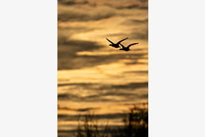 Gänsesäger im Morgenlicht