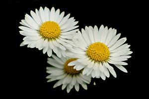 Gänseblümchen