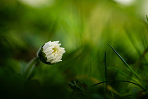 Gänseblümchen