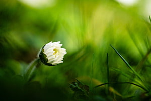 Daisy