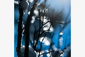 Gartenpoesie im Gegenlicht