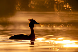 Haubentaucher mit goldener Morgenstimmung