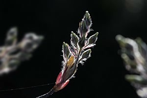 Gegenlicht