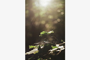 Forest details