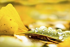 Gingko