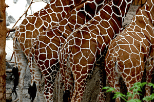 Giraffenmuster